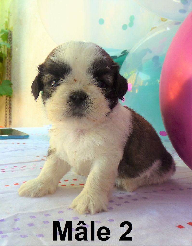 Of The Kind Monsters - Chiot disponible  - Shih Tzu