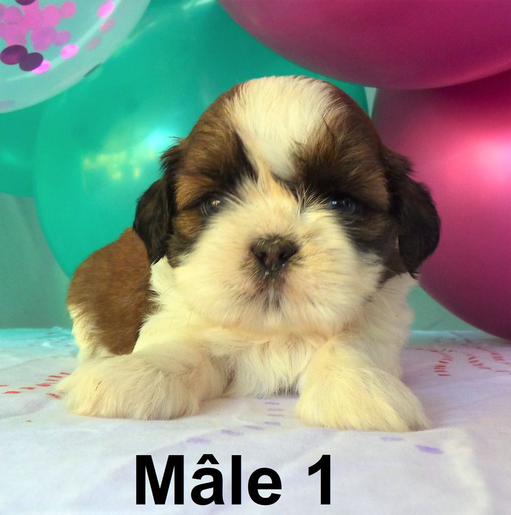 Of The Kind Monsters - Chiot disponible  - Shih Tzu