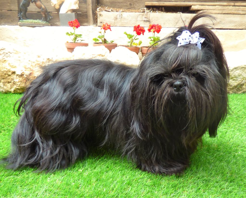 Blacki (Sans Affixe)