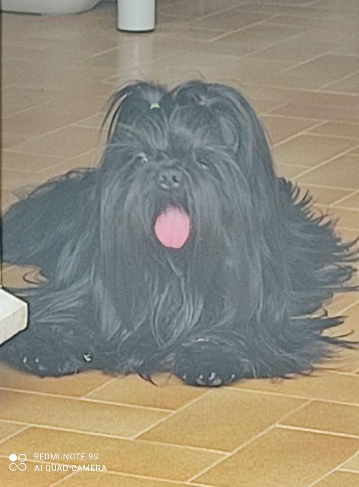 Sarada Of The Kind Monsters