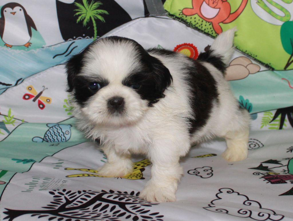 Of The Kind Monsters - Chiots disponibles - Shih Tzu
