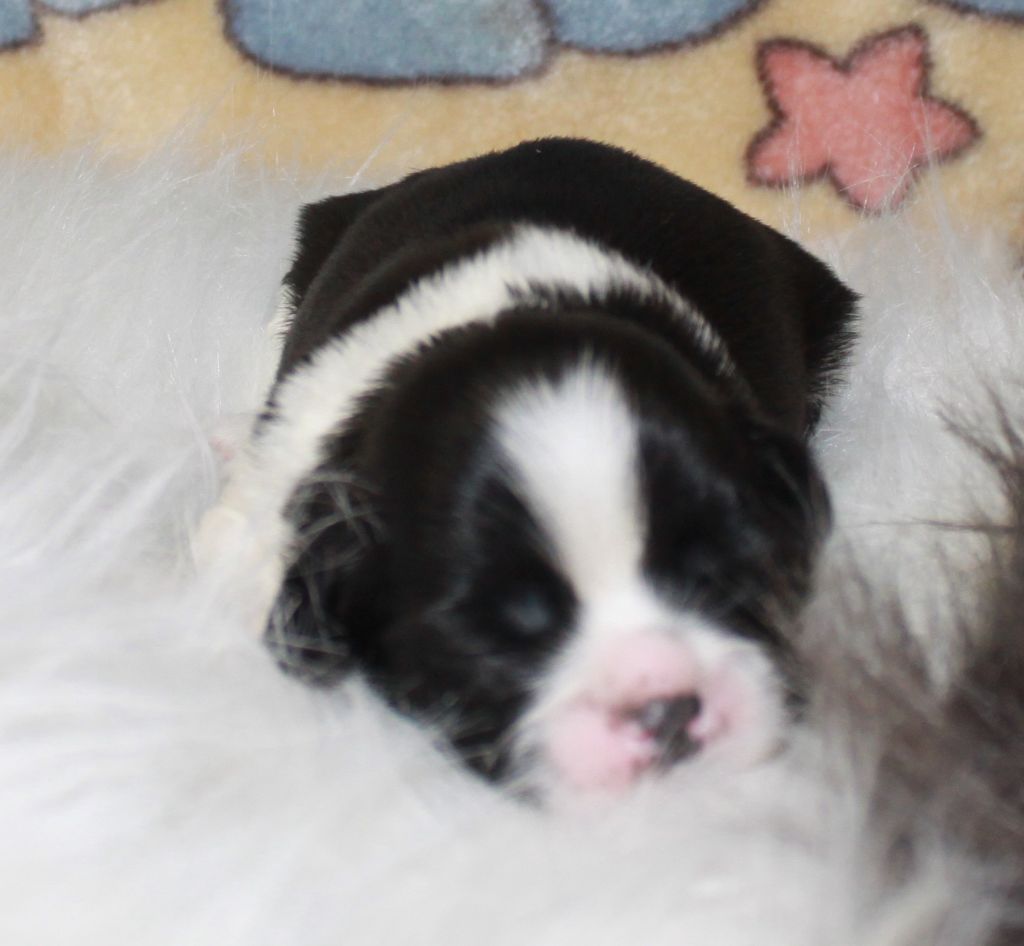 Of The Kind Monsters - Chiots disponibles - Shih Tzu