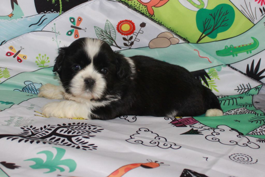 Of The Kind Monsters - Chiots disponibles - Shih Tzu