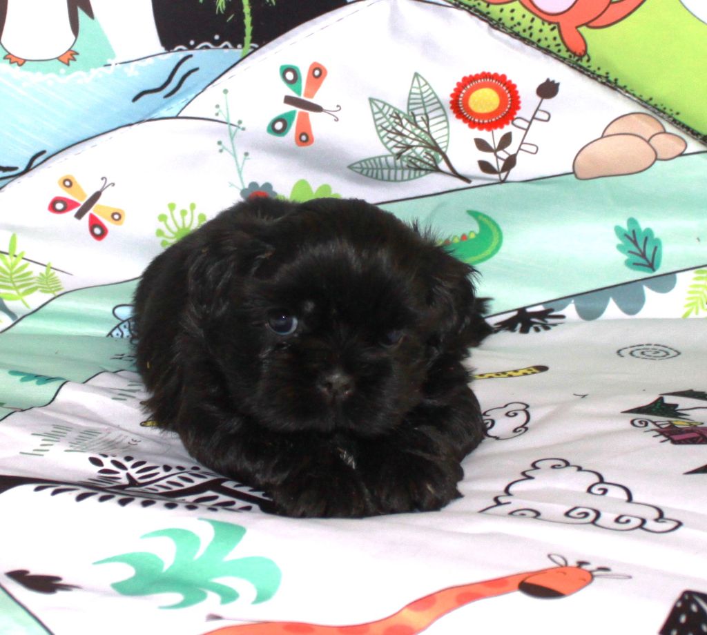 Of The Kind Monsters - Chiots disponibles - Shih Tzu