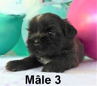 CHIOT Mâle 3