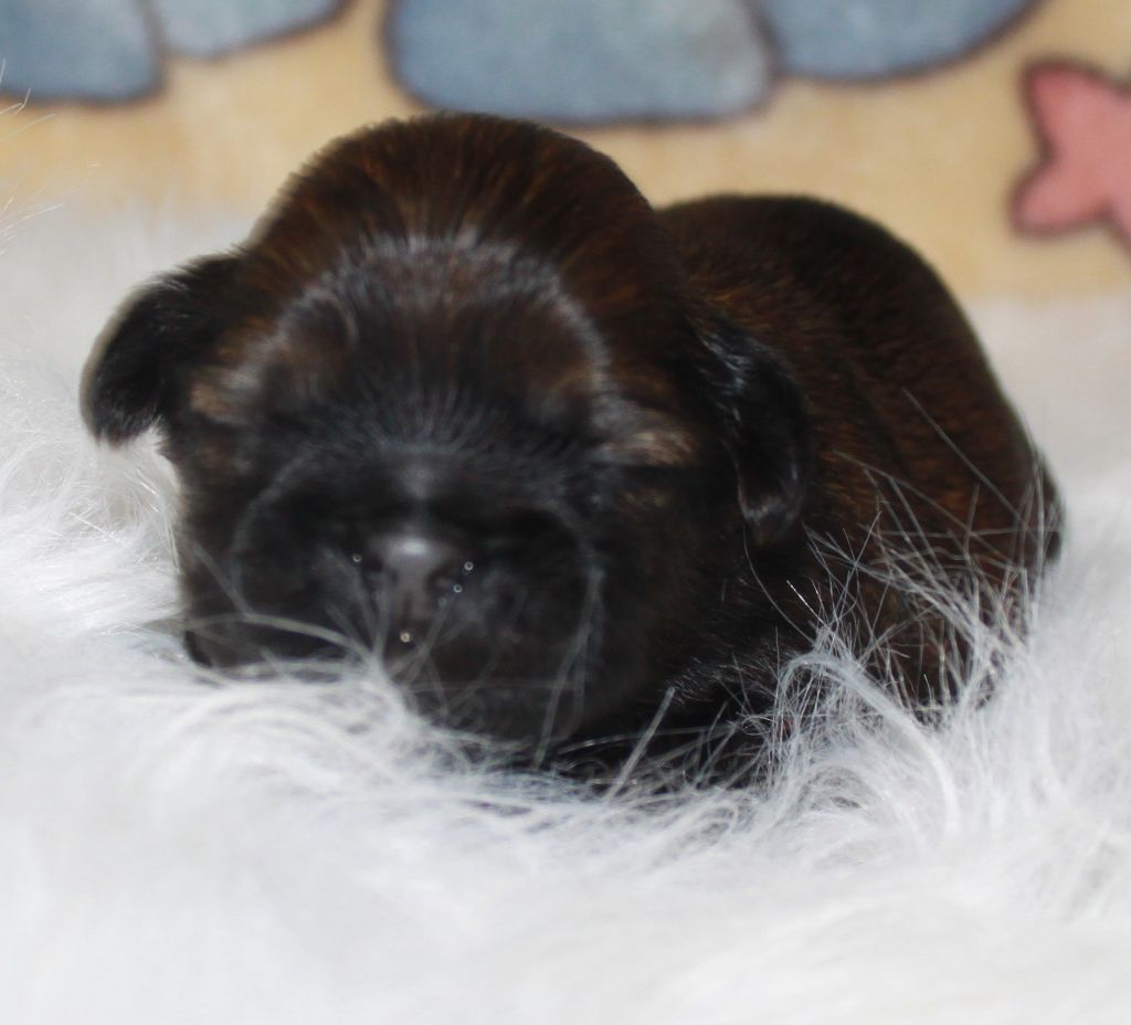 Of The Kind Monsters - Chiots disponibles - Shih Tzu