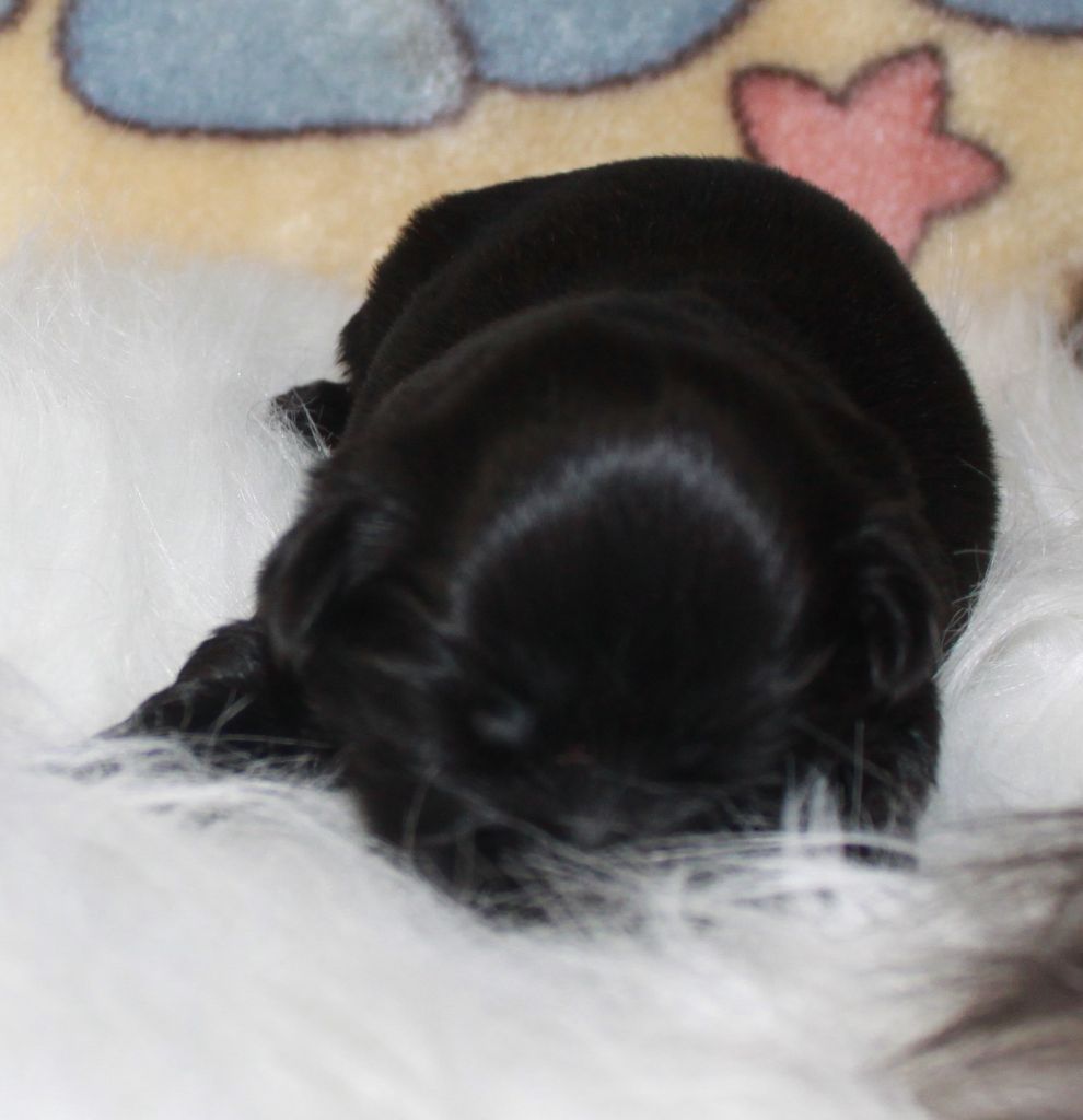 Of The Kind Monsters - Chiots disponibles - Shih Tzu