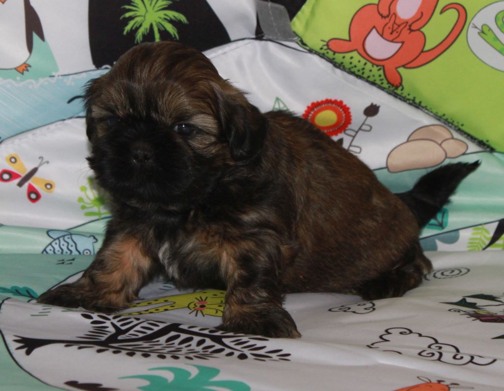 Of The Kind Monsters - Chiots disponibles - Shih Tzu